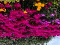 Nụ Hôn Phấn Vàng